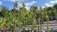 5 MALUS EVERSTE TREES - 6