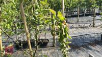 5 MALUS EVERSTE TREES - 7