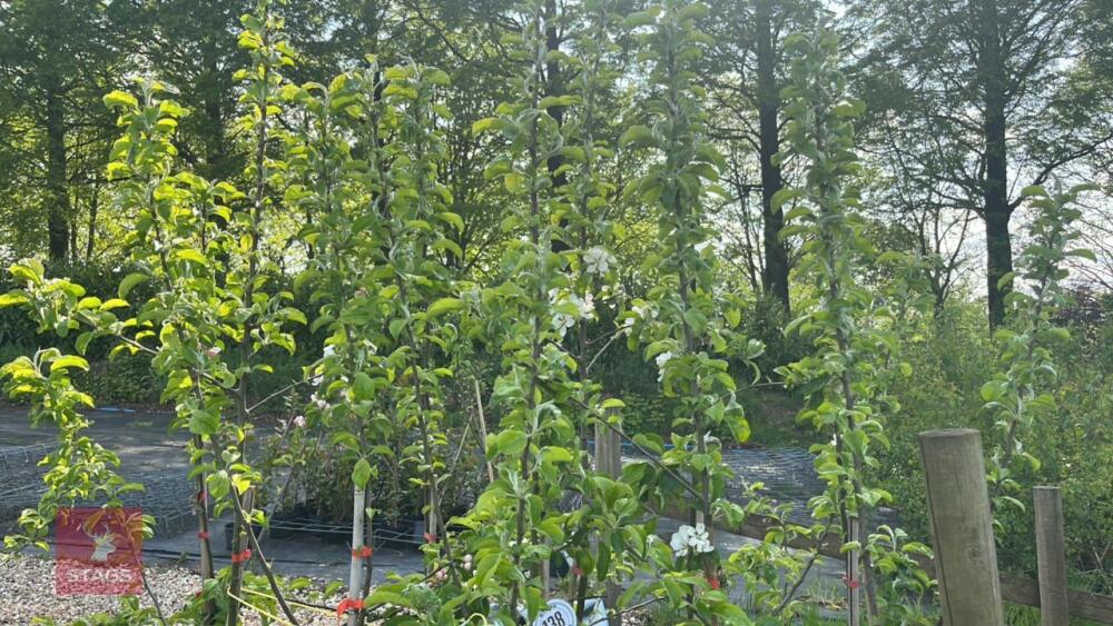 5 MALUS GARDENERS GOLD TREES