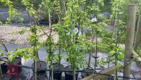 5 MALUS GARDENERS GOLD TREES - 2