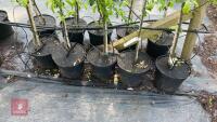 5 MALUS GARDENERS GOLD TREES - 3