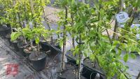 5 MALUS GARDENERS GOLD TREES - 4