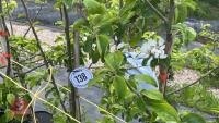 5 MALUS GARDENERS GOLD TREES - 5