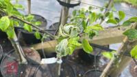 5 MALUS GARDENERS GOLD TREES - 7