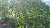 5 MALUS GARDENERS GOLD TREES - 9