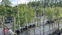 5 MALUS EVERSTE TREES