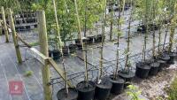 5 MALUS EVERSTE TREES - 2