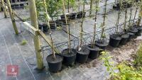 5 MALUS EVERSTE TREES - 3