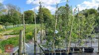 5 MALUS EVERSTE TREES - 4