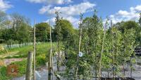 5 MALUS EVERSTE TREES - 5