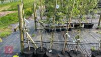 5 MALUS EVERSTE TREES - 6