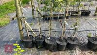 5 MALUS EVERSTE TREES - 7