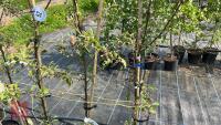 5 MALUS EVERSTE TREES - 8