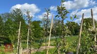 5 MALUS EVERSTE TREES - 9