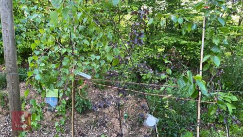 5 MIXED BETULA ORNAMENTAL TREES