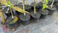 5 MALUS GARDENERS GOLD TREES - 3