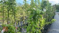 5 MALUS GARDENERS GOLD TREES - 5