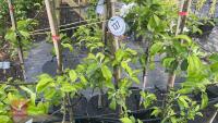 5 MALUS GARDENERS GOLD TREES - 8