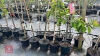 5 MIXED FRUIT TREES - 4