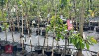 5 MIXED FRUIT TREES - 5