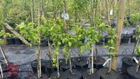 5 MALUS GARDENERS GOLD TREES - 2