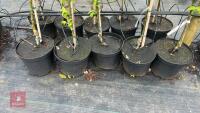 5 MALUS GARDENERS GOLD TREES - 3