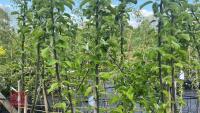 5 MALUS GARDENERS GOLD TREES - 5