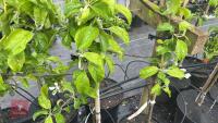 5 MALUS GARDENERS GOLD TREES - 8