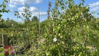 5 SILVER BIRCH TREES - 2