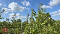 5 SILVER BIRCH TREES - 3