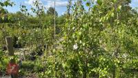 5 SILVER BIRCH TREES - 4