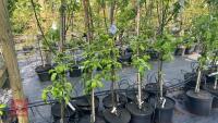 5 MALUS GARDENERS GOLD TREES - 2