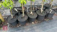 5 MALUS GARDENERS GOLD TREES - 3