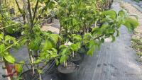 5 MALUS GARDENERS GOLD TREES - 4