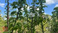 5 MALUS GARDENERS GOLD TREES - 7