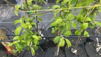 5 MALUS GARDENERS GOLD TREES - 9