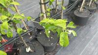 5 MALUS GARDENERS GOLD TREES - 10