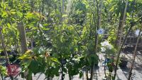 4 MIXED FRUIT TREES - 4