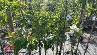 4 MIXED FRUIT TREES - 5