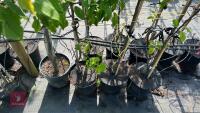 4 MIXED FRUIT TREES - 7