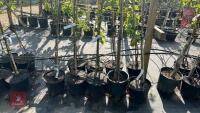 5 MIXED FRUIT TREES - 4