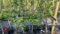 5 MALUS GARDENERS GOLD TREES - 2