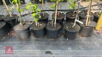 5 MALUS GARDENERS GOLD TREES - 3