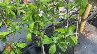 5 MALUS GARDENERS GOLD TREES - 5