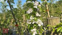 5 MALUS GARDENERS GOLD TREES - 6