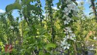 5 MALUS GARDENERS GOLD TREES - 7