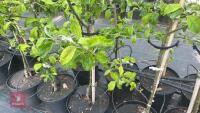 5 MALUS GARDENERS GOLD TREES - 9