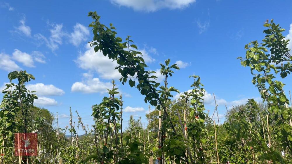 5 MIXED FRUIT TREES