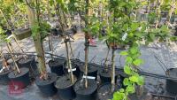 5 MIXED FRUIT TREES - 3