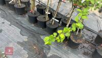 5 MIXED FRUIT TREES - 4